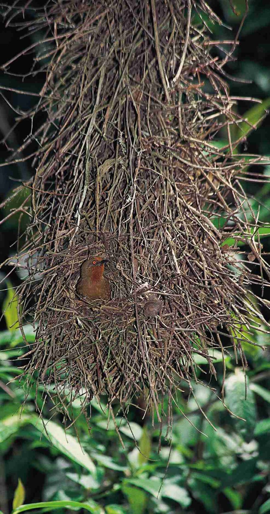 Pájaro espinoso de ojos rojos