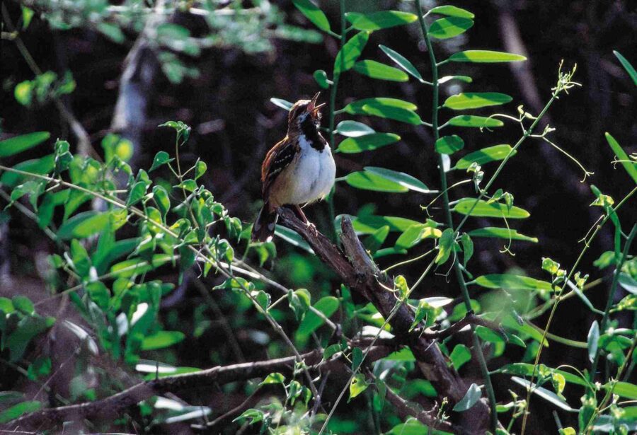 Stripe-backed Antbird