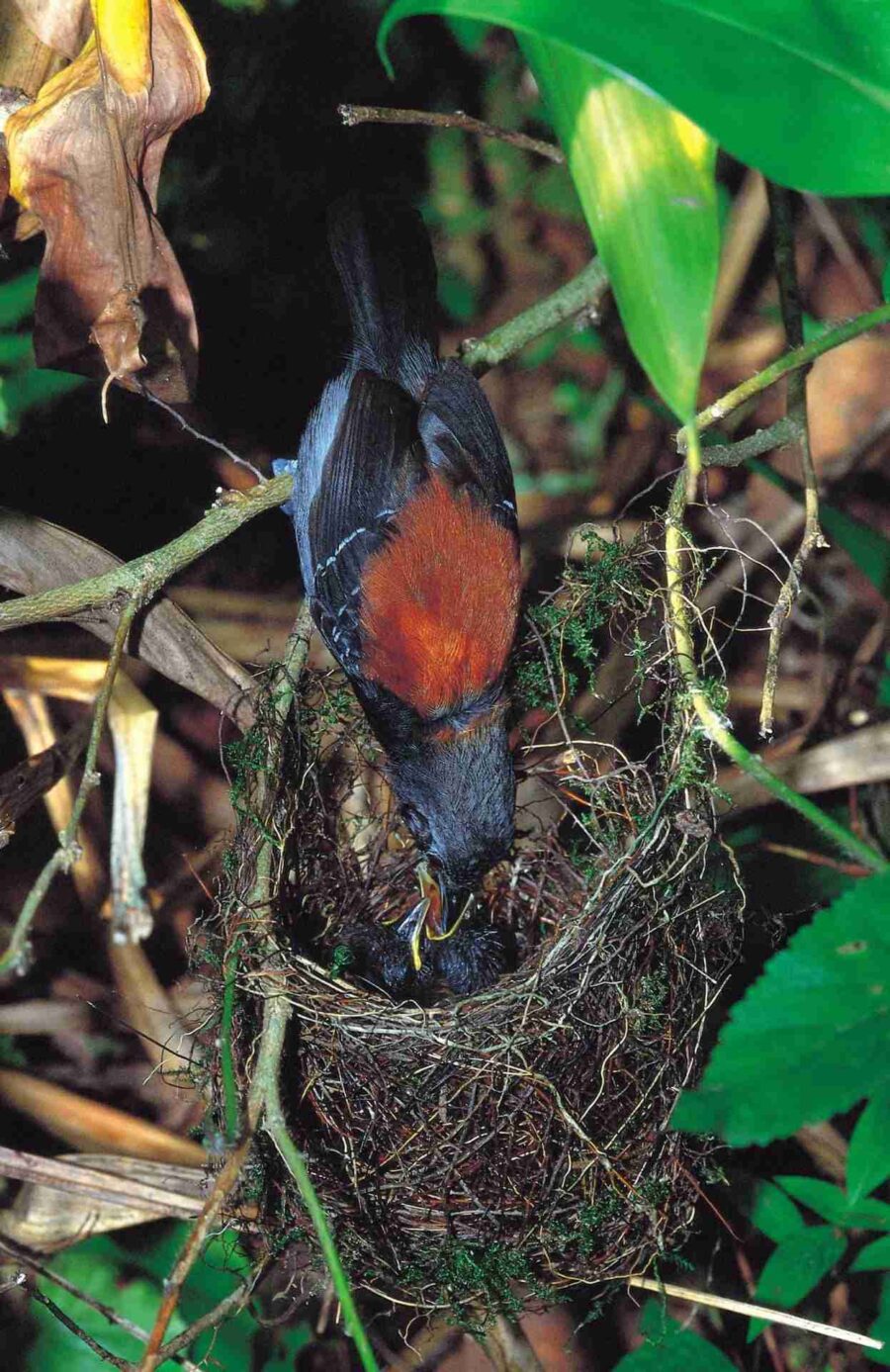 Black-hooded Antwren