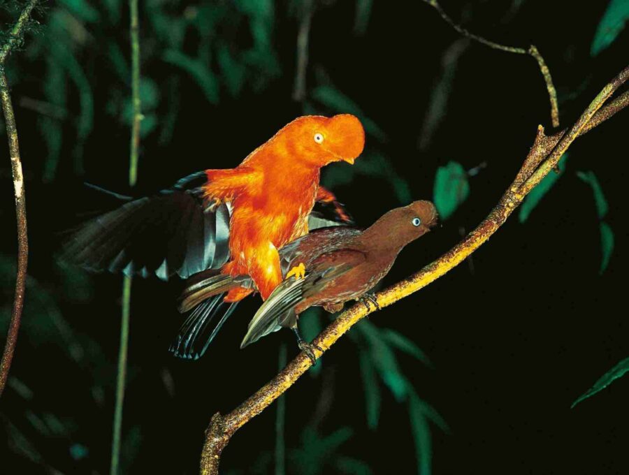 Gallito de las Rocas Andino