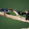 Golondrina de cola de alambre