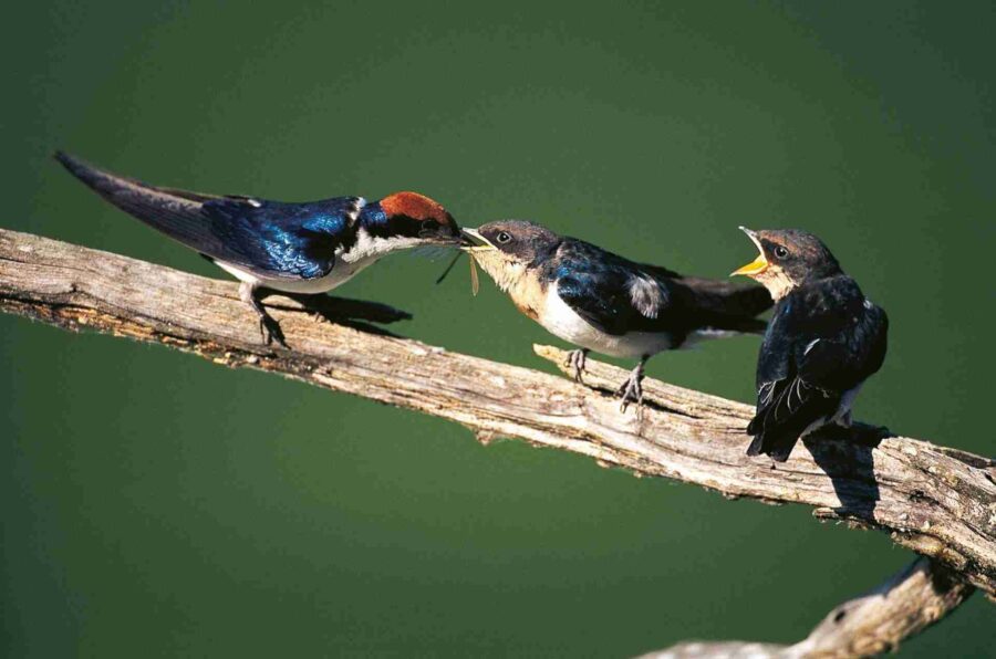 Golondrina de cola de alambre