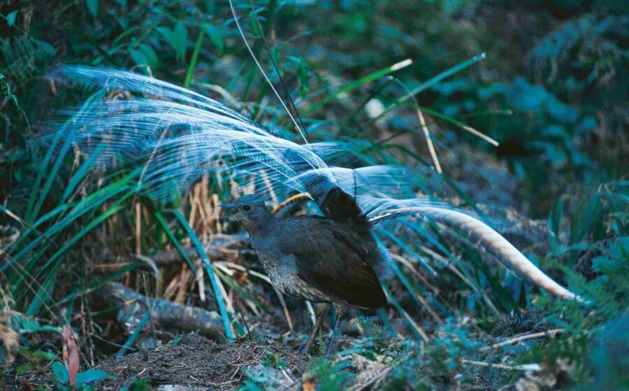 Superb Lyrebird