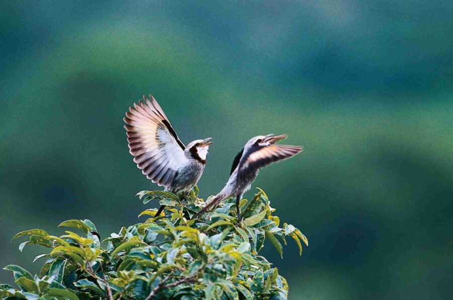 Streamer-tailed Tyrant