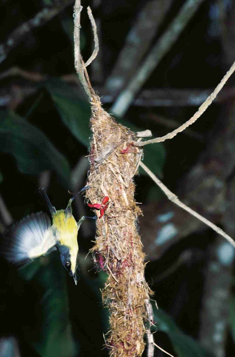 Common Tody-flycatcher