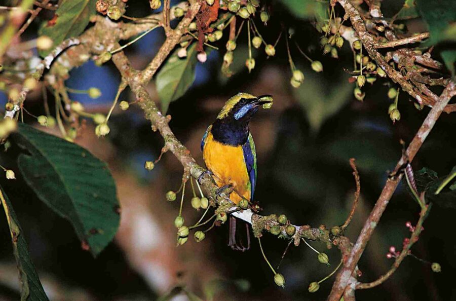 Orange-bellied Leafbird