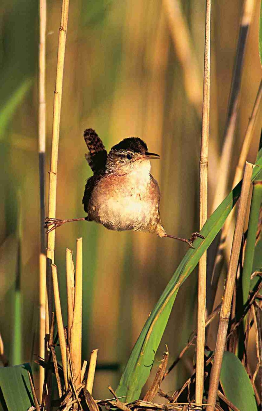 Marsh Wren