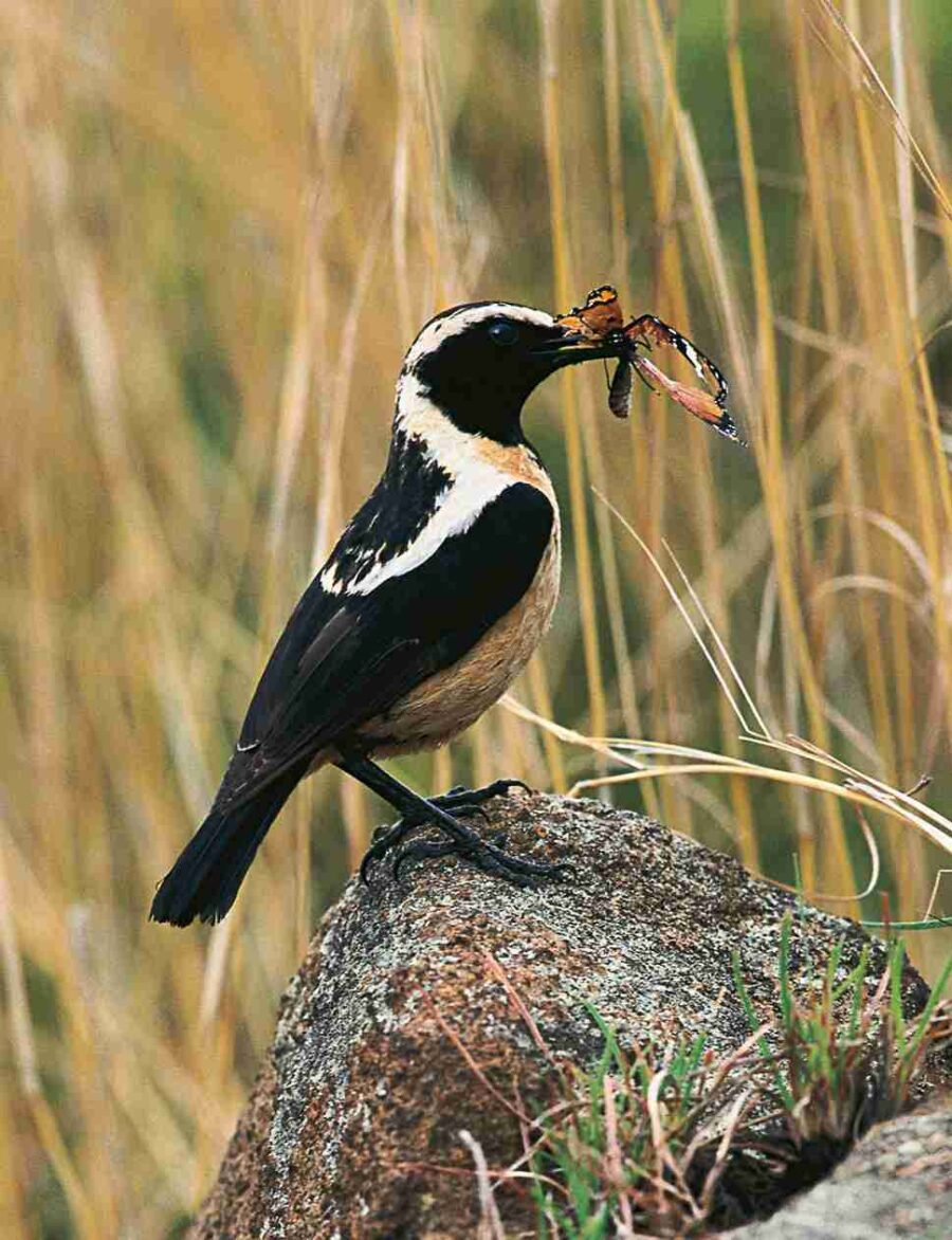 Buff-streaked Chat