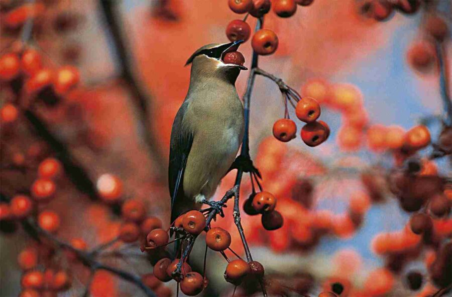 Cedar Waxwing