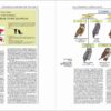 Handbook of the Birds of the World - Volume 5 - 图片 17