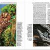 Handbook of the Birds of the World - Volume 5 - 图片 18
