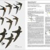 Handbook of the Birds of the World - Volume 5 - 图片 13