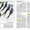 Handbook of the Birds of the World - Volume 5 - 图片 14