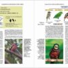 Handbook of the Birds of the World - Volume 8 - Imatge 14