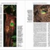 Handbook of the Birds of the World - Volume 8 - Imatge 15