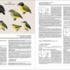 Handbook of the Birds of the World - Volume 8 - Imatge 16