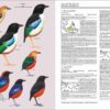 Handbook of the Birds of the World - Volume 8 - Imatge 17