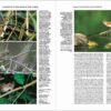 Handbook of the Birds of the World - Volume 8 - Imatge 18