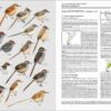 Handbook of the Birds of the World - Volume 8 - Imatge 19