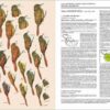 Handbook of the Birds of the World - Volume 8 - Imatge 20