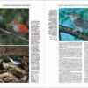Handbook of the Birds of the World - Volume 8 - Imatge 21