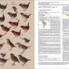 Handbook of the Birds of the World - Volume 8 - Imatge 22