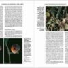 Handbook of the Birds of the World - Volume 8 - Imatge 23