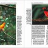 Handbook of the Birds of the World - Volume 9 - Imagen 6
