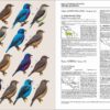 Handbook of the Birds of the World - Volume 9 - Imagen 5