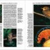 Handbook of the Birds of the World - Volume 9 - Imagen 3