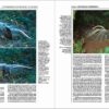 Handbook of the Birds of the World - Volume 9 - Imagen 10