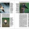Handbook of the Birds of the World - Volume 9 - Imagen 9