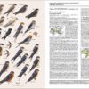 Handbook of the Birds of the World - Volume 9 - Imagen 8