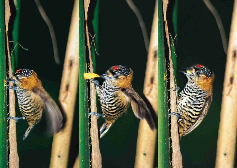 Piculet de coll ocre