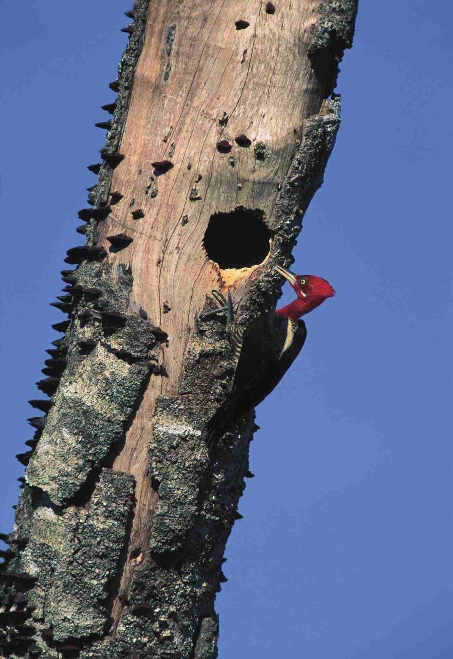 Robust Woodpecker