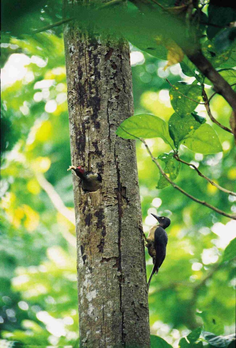 Pájaro carpintero ceniciento