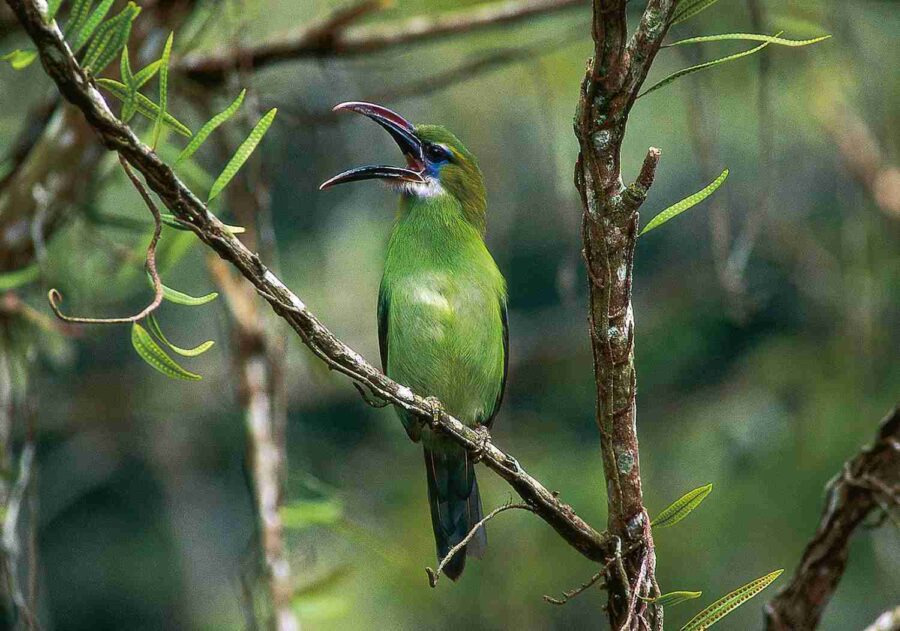 Groove-billed Toucanet