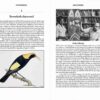 Bowerbirds - Imagen 2