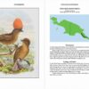 Bowerbirds - Imagen 5