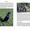 Bowerbirds - Imagen 7
