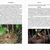 Bowerbirds - Imagen 9
