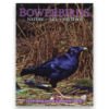 Bowerbirds