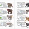 Mammals of China - Imagen 7