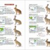 Mammals of China - Imagen 8
