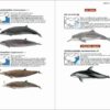 Mammals of China - Imagen 4