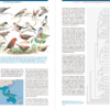 La radiació aviària més gran: l'evolució dels ocells posats, o l'ordre dels passeriformes | Jon Fjeldså | Lynx Edicions | Llibres de natura Lynx