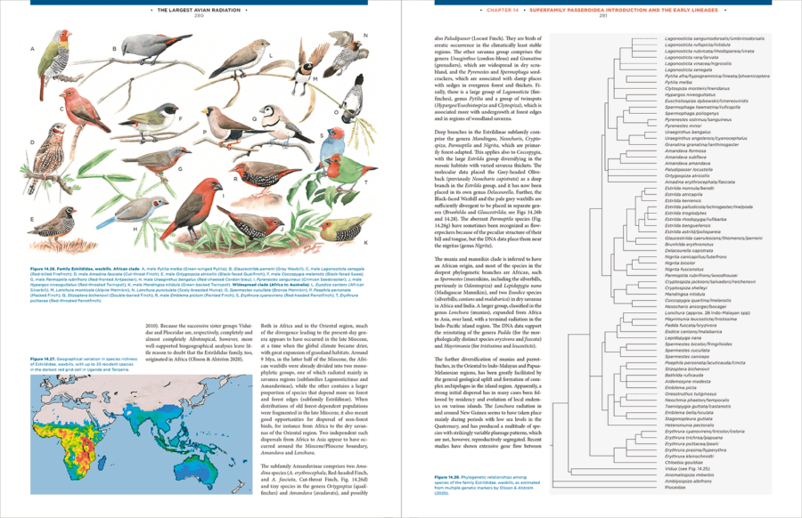 The Largest Avian Radiation - The Evolution of Perching Birds, or the Order Passeriformes | Jon Fjeldså | Lynx Edicions | Lynx Nature Books