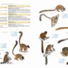 Illustrated Checklist of the Mammals of the World - 图片 8
