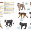 Illustrated Checklist of the Mammals of the World - 图片 9