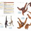 Illustrated Checklist of the Mammals of the World - 图片 10